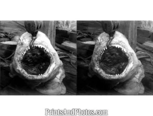 13 Ft Shark Jaws  5337