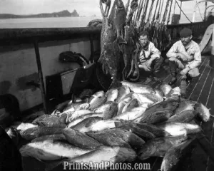 Fishing Boat Cod & Halibut  5474